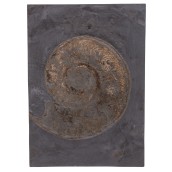 morepic-1