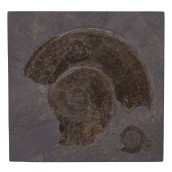 morepic-1