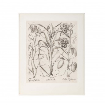 BESLER, BASILIUS, attr./nach (1561-1629), 'Lachryma Iobi' aus 'Hortus Eystettensis - Garten von Eichstätt',