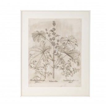 BESLER, BASILIUS, attr./nach (1561-1629), 'Malua crispa' aus 'Hortus Eystettensis - Garten von Eichstätt',