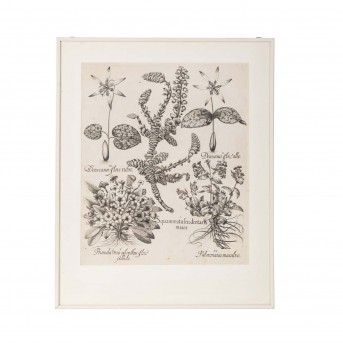 BESLER, BASILIUS, attr./nach (1561-1629), 'Squammatafeudentaria maior' aus 'Hortus Eystettensis - Garten von Eichstätt',