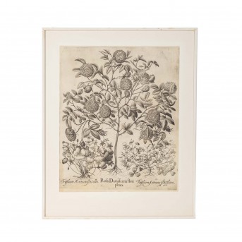 BESLER, BASILIUS, attr./nach (1561-1629), 'Rosa Damascena flore pleno ' aus 'Hortus Eystettensis - Garten von Eichstätt',