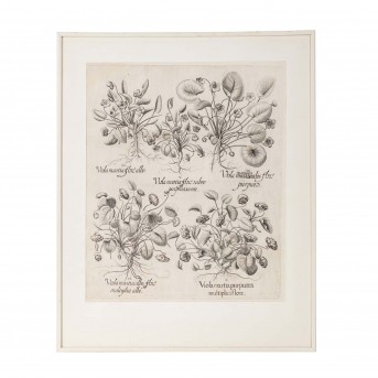 BESLER, BASILIUS, attr./nach (1561-1629), 'Viola martia...' aus 'Hortus Eystettensis - Garten von Eichstätt',