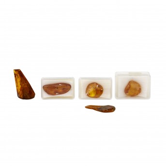 FIVE AMBER STONES WITH MOSTLY MULTIPLE INCLUSIONS OF VARIOUS INSECTS,