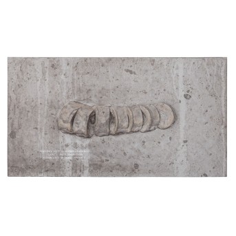 Ichthyosaurus fossil. HOLZMADEN/BADEN-WÜRTTEMBERG.