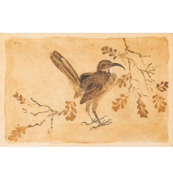 WILSON, BRYAN (1927-2002), 'Vogel zwischen Eichenzweigen', 1970,