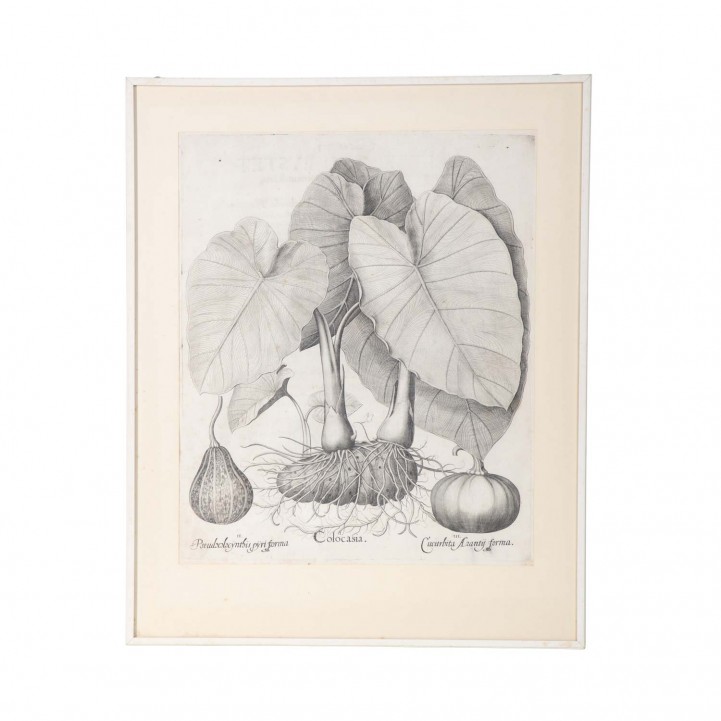 BESLER, BASILIUS, attr./nach (1561-1629), 'Colocasia' aus 'Hortus Eystettensis - Garten von Eichstätt',  