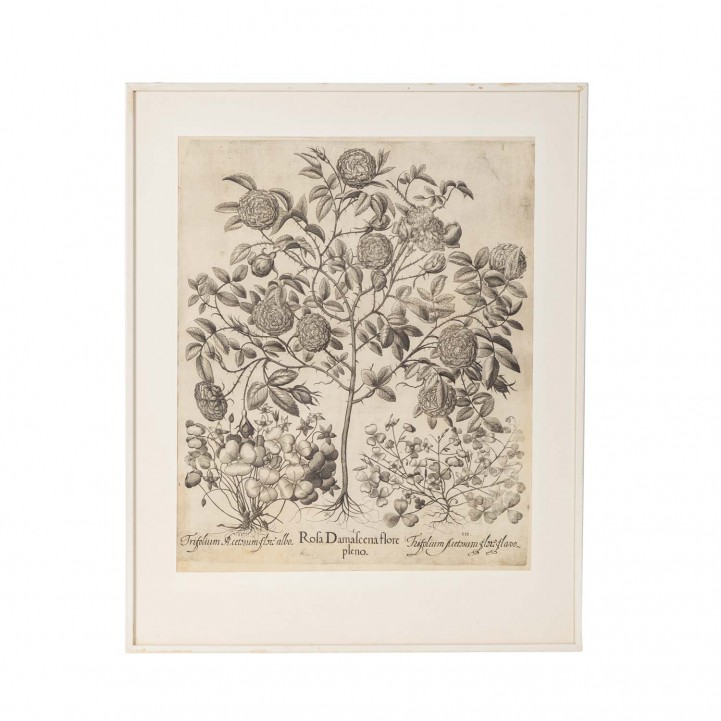 BESLER, BASILIUS, attr./nach (1561-1629), 'Rosa Damascena flore pleno ' aus 'Hortus Eystettensis - Garten von Eichstätt',  