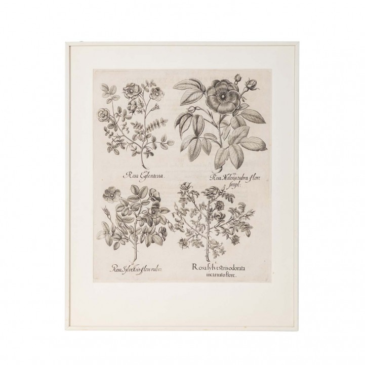 BESLER, BASILIUS, attr./nach (1561-1629), 'Rosa sylvestrisodorata ...' aus 'Hortus Eystettensis - Garten von Eichstätt',  