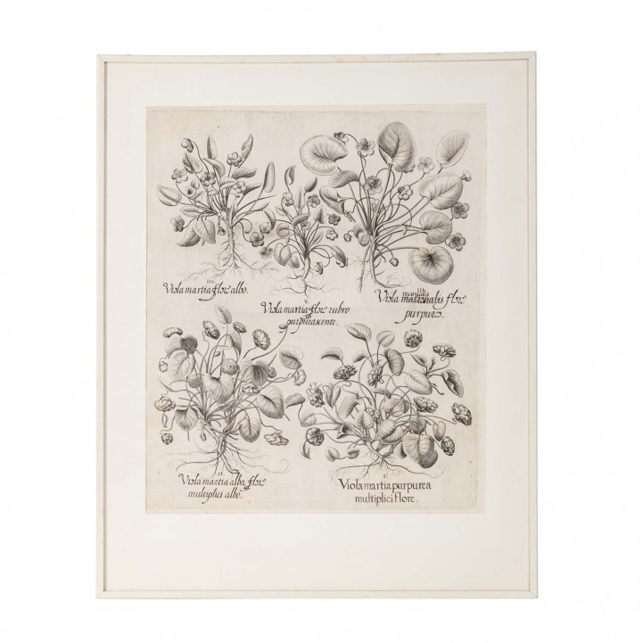 BESLER, BASILIUS, attr./nach (1561-1629), 'Viola martia...' aus 'Hortus Eystettensis - Garten von Eichstätt',  