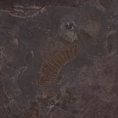 morepic-4