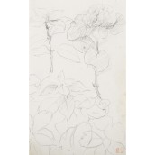 morepic-5