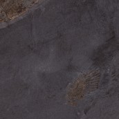 morepic-5
