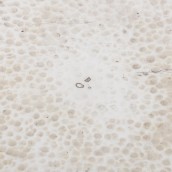 morepic-6